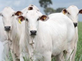 Furto de Gado em Itatim: Comunidade em Alerta